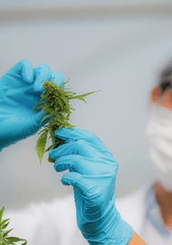 Cannabis: Legal Schlafen? THC & CBD Wirkung